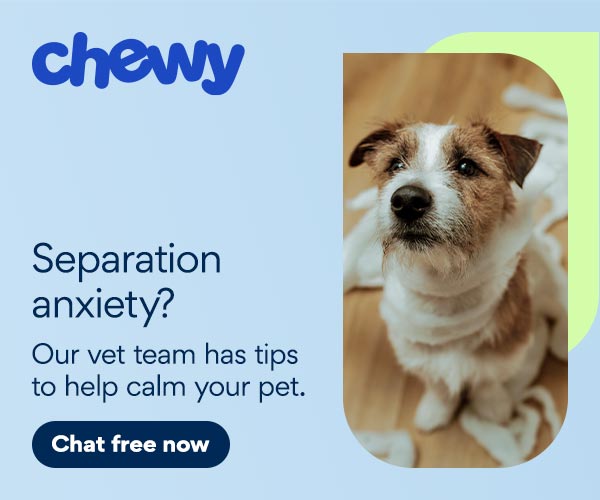 CWAV Dog Separation Anxiety