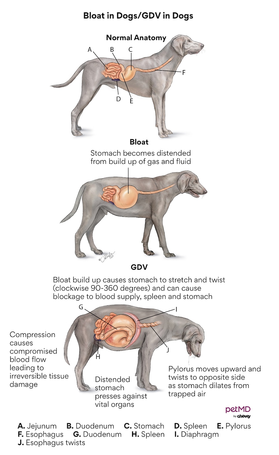 bloat in dogs; a diagram of bloat in dogs and gdv in dogs.