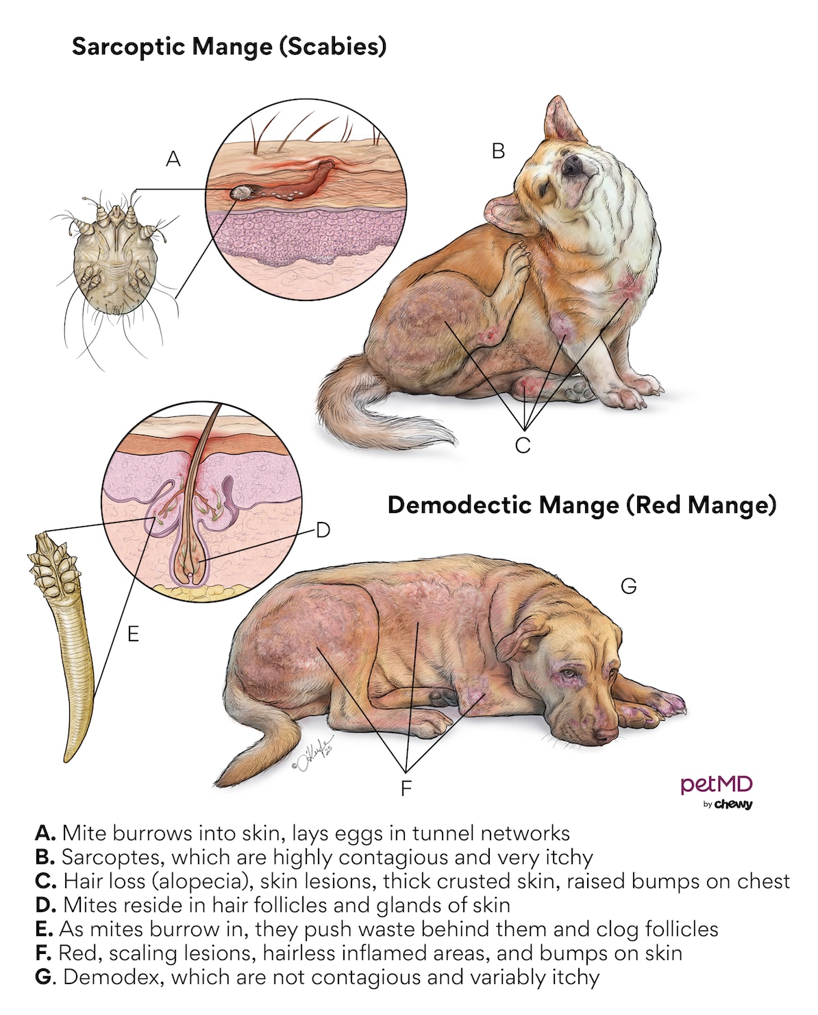 mange in dogs; a diagram showing the two types of mange in dogs, including sarcoptic mange in dogs and demodectic mange in dogs.