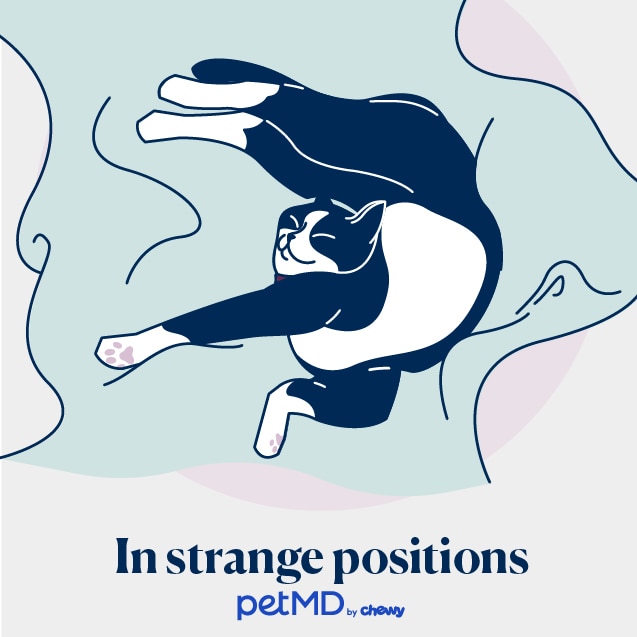 illustration of a cat sleeping in a strange position