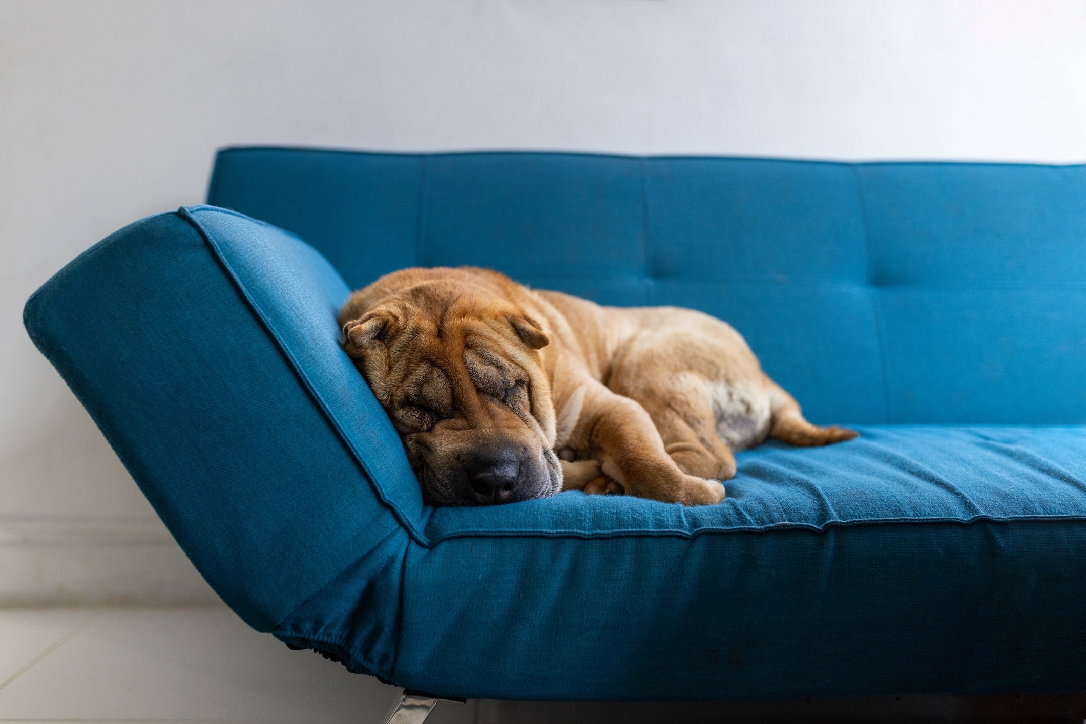 shar-pei dog curled up alseep on a blue couch