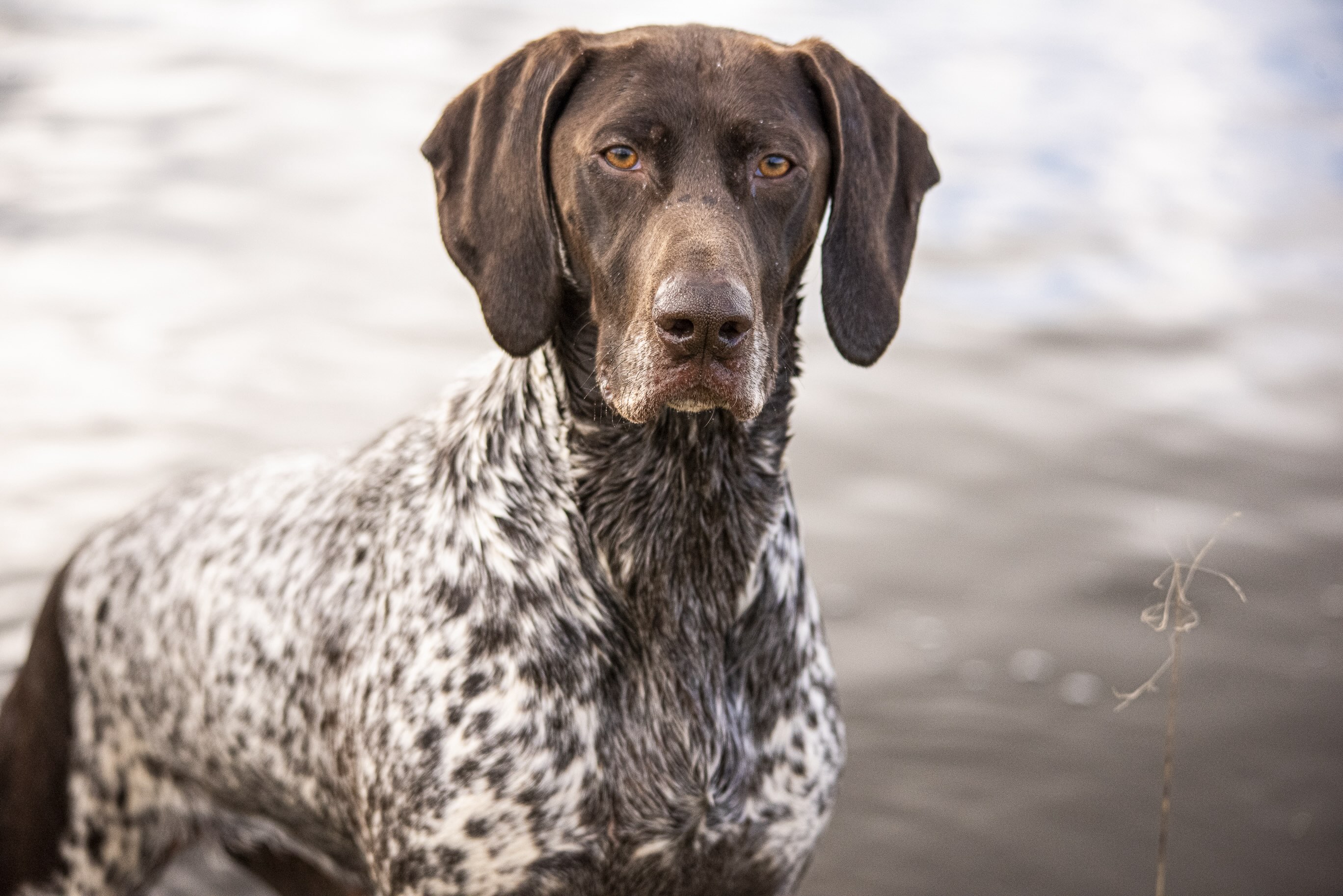 close-up of a german shorthaired pointer's face in front of a body of water