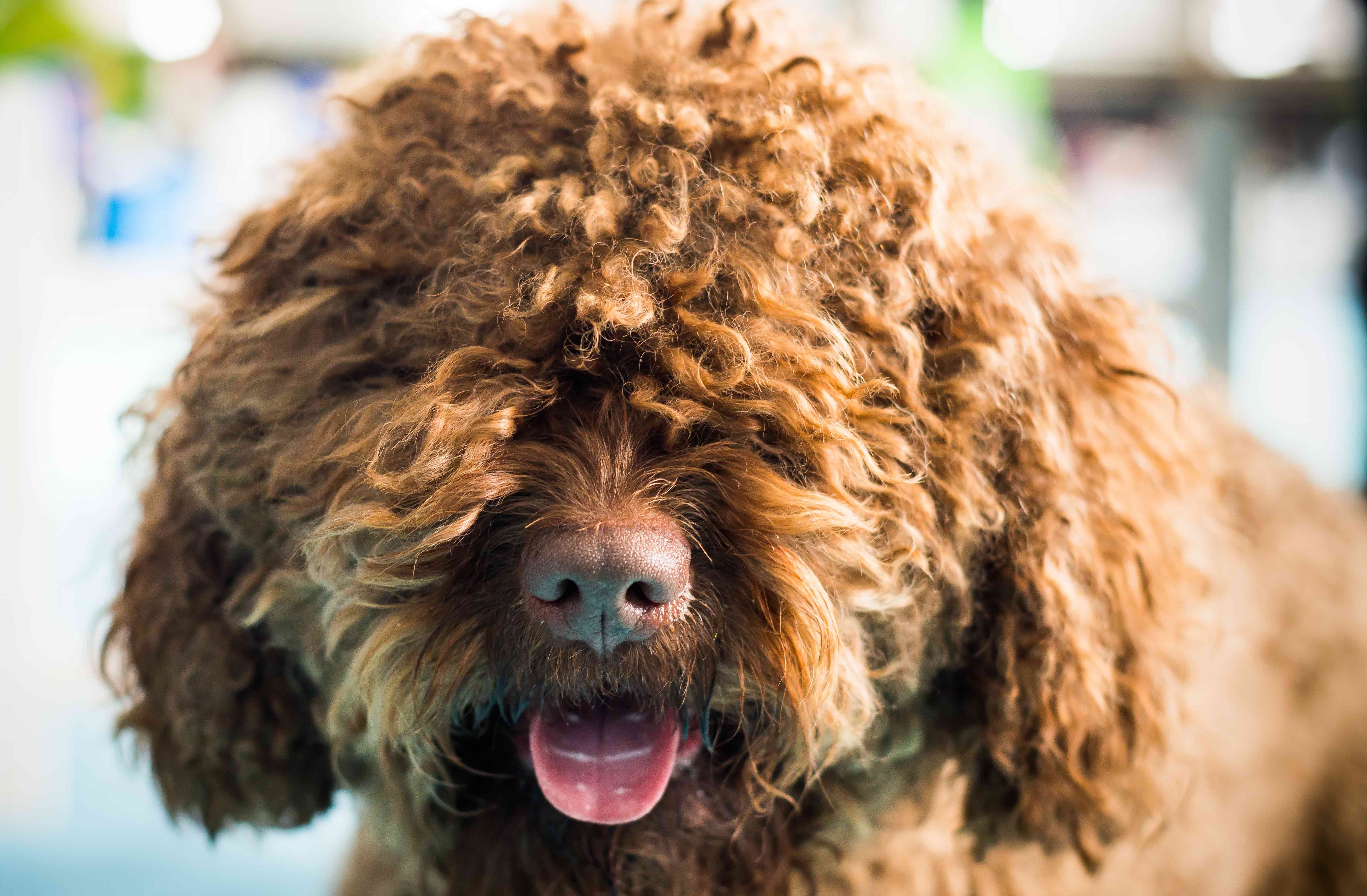 close-up of a curly red barbet dog face