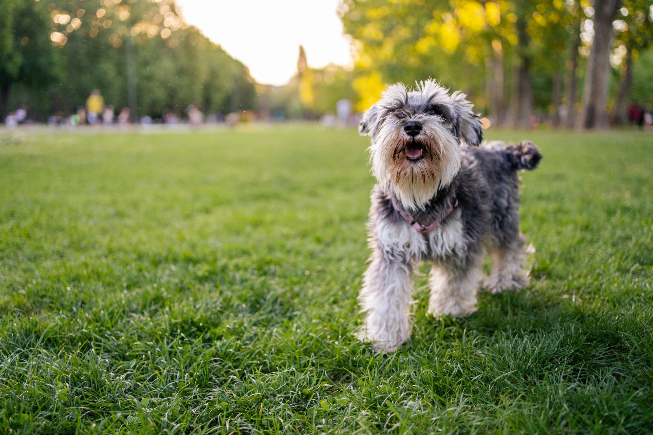 salt and pepper miniature schnauzer wearing a pink harness in a park