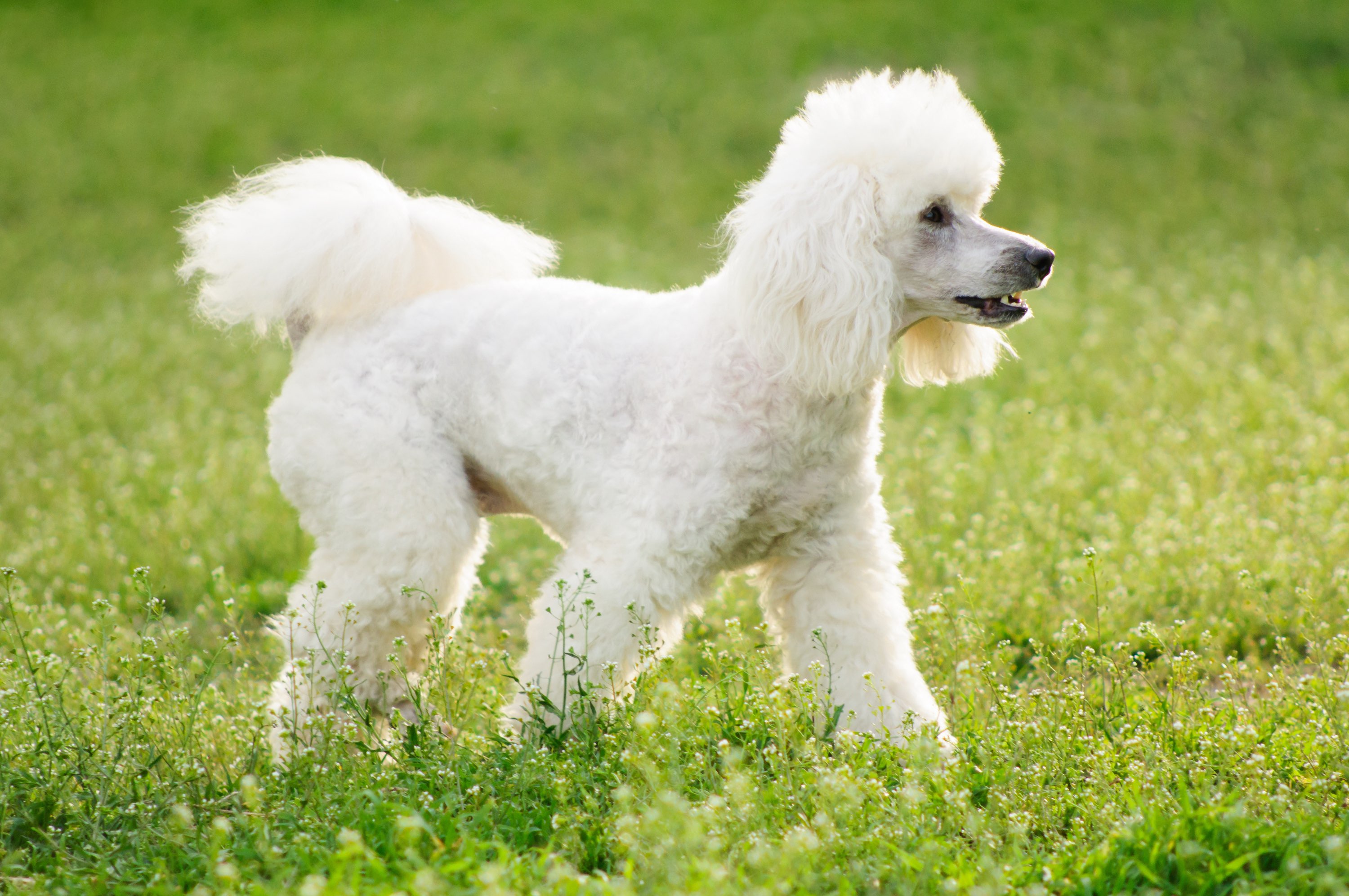 white poodle walking through grass