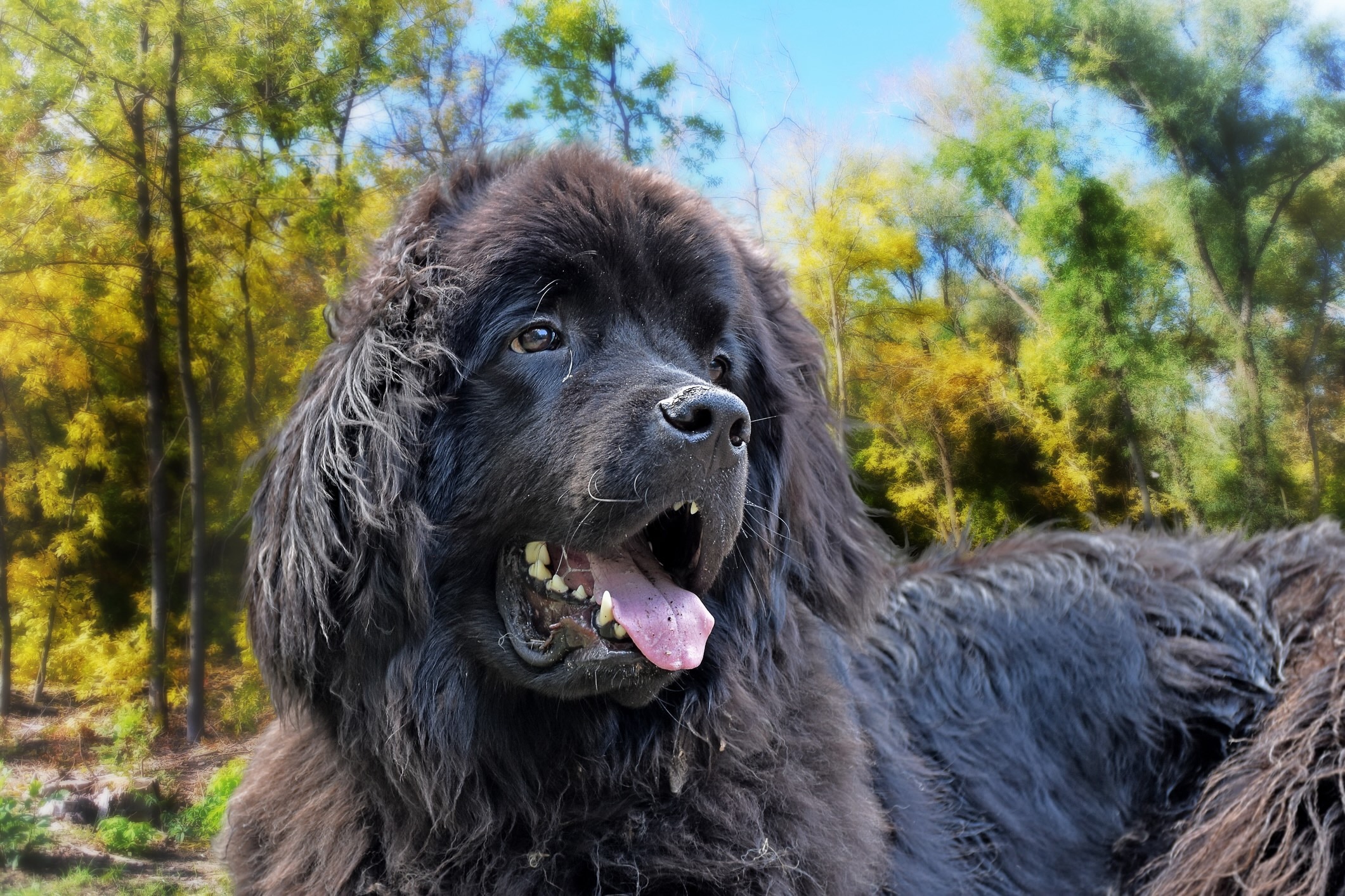 close-up of a black newfoundland dogs' face