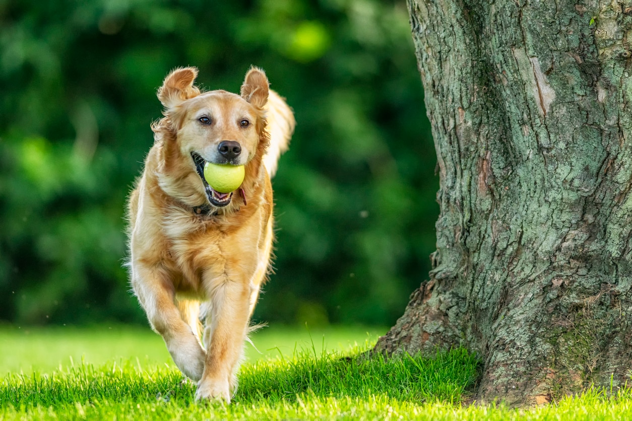golden retriever, one of the most popular dog breeds, running in a park with a tennis ball in his mouth