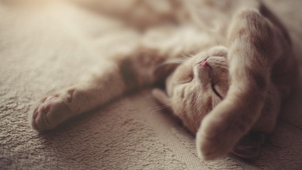 beige cat sleeping on its back