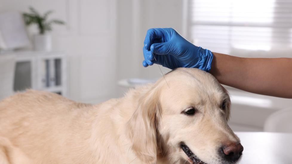 Dog acupuncture