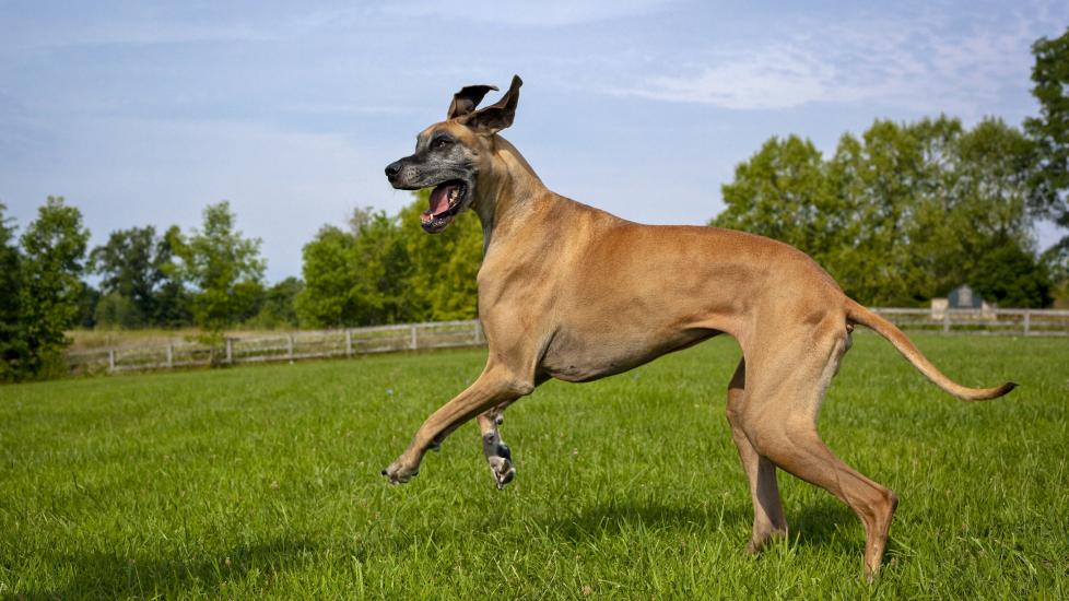 bloat in dogs; a Great Dane runs in a field.