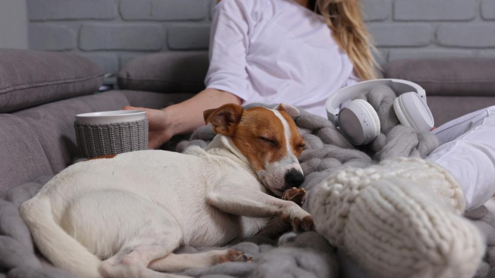 A dog sits with his pet parent.