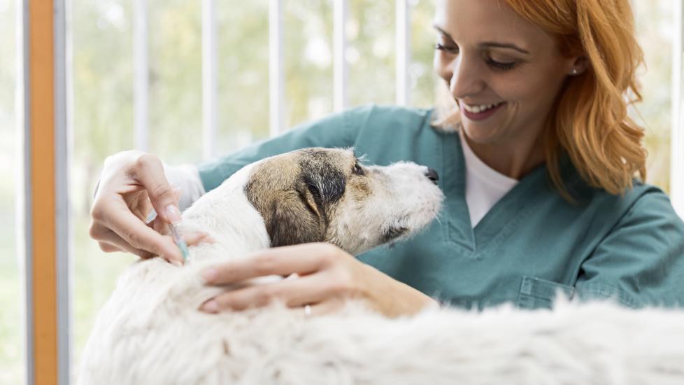 A dog gets a vaccine from their vet.