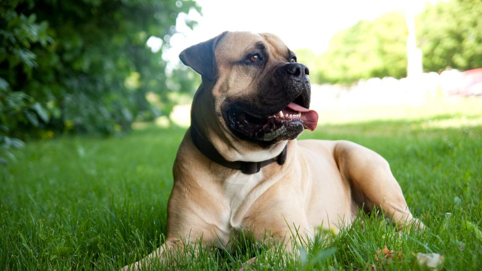 A Bullmastiff lays in the grass.