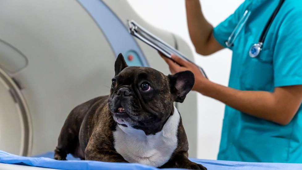 A dog MRI is performed by a vet tech.