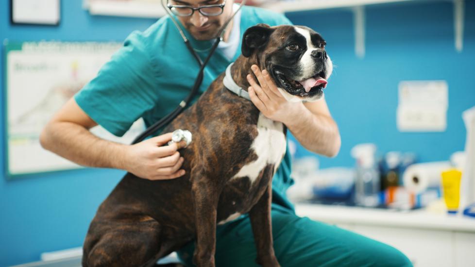 kennel cough in dogs; a vet listen’s to a dog’s lungs.